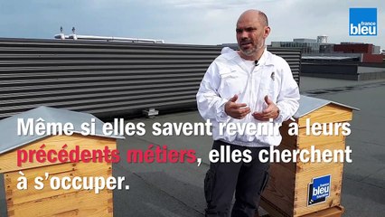 Le_BZZZ_de_la_semaine_16 : Que font les abeilles quand il pleut