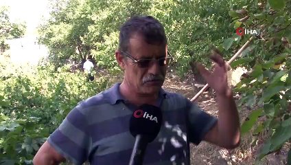 Ceviz hasadının başlamasıyla birlikte ağaçtan düşme vakaları arttı