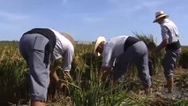 Los arrozales valencianos celebran la fiesta de la siega tradicional