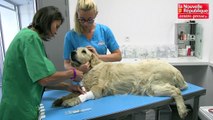 VIDEO. Jaunay-Marigny : les animaux peuvent aussi passer un scanner