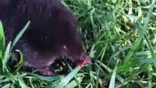 Strange Creature Visitor