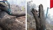 Miris! Raja Ular dilalap api kebakaran hutan Kalimantan - TomoNews