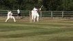 Alastair Cook playing Beds village cricket match