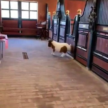 Vous allez tomber totalement sur le charme de ce petit poney... Sa course sautillante dénote de la pure gaieté