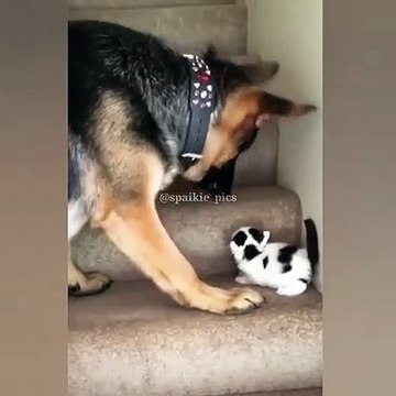 Une scène pleine de bonté ! Ce chien aide ce chaton à arriver en haut des escaliers