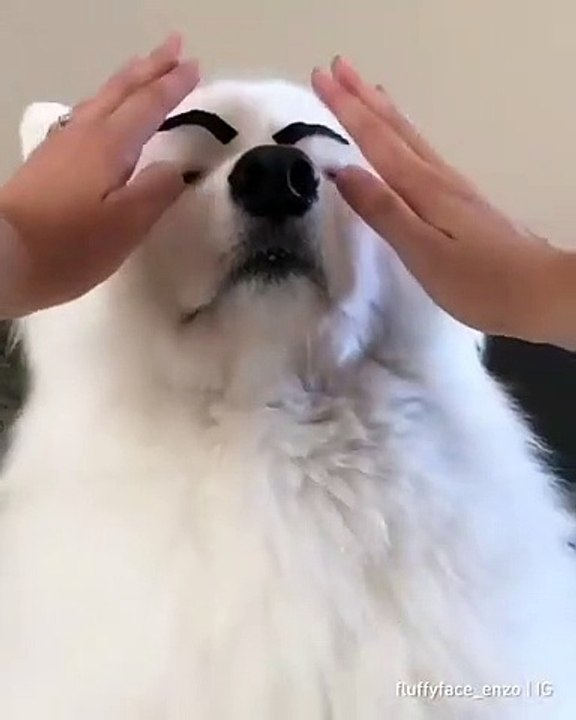 Etonné, d'avoir des sourcils, découvrez la réaction de ce pauvre chien... Rigolo !