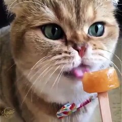 Ce chat raffole de crèmes glace, la preuve en images