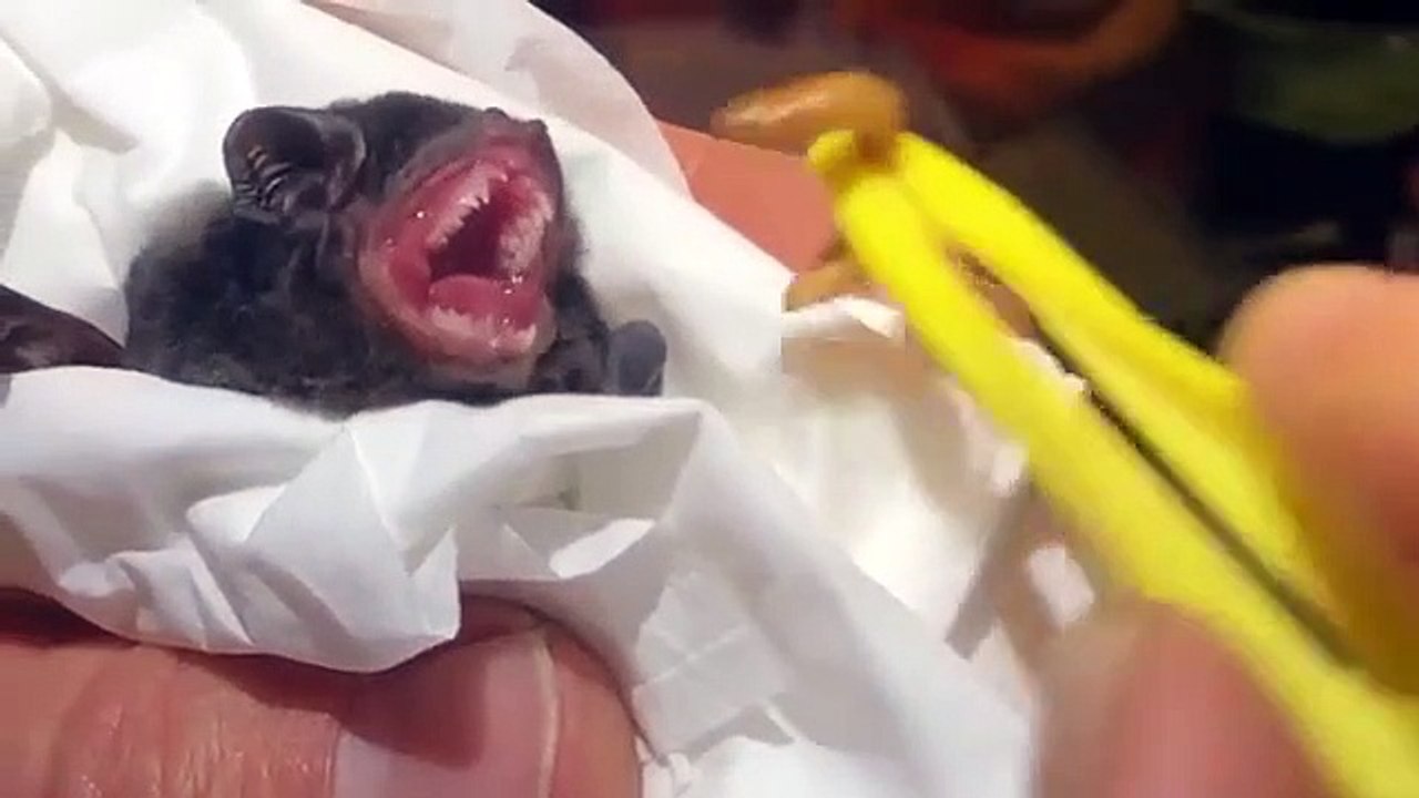 Un bébé chauve-souris mange des asticots