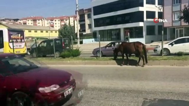 İnegöl'de başı boş atlar tehlike saçıyor