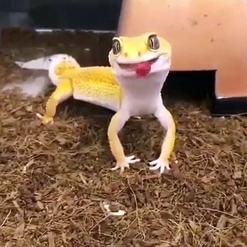 Le sourire de cet animal est très contagieux 