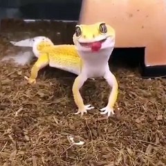 Le sourire de cet animal est très contagieux 