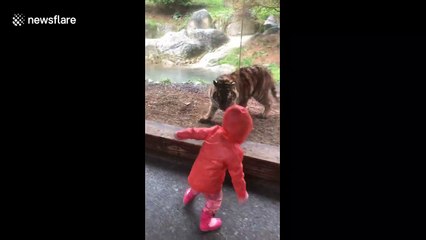 Mischievous tiger and little girl play 'tag' at Dublin Zoo