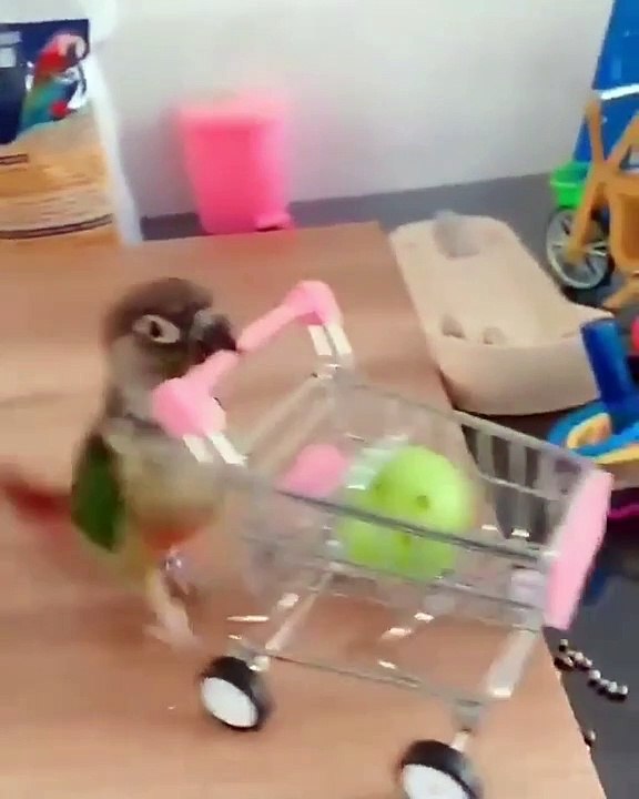 Ce n'est pas toujours qu'on rencontre un perroquet qui joue au bowling et qui fait des courses... La belle vidéo du jour