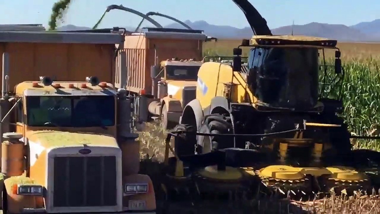 شوف شوف خرجة وخروج