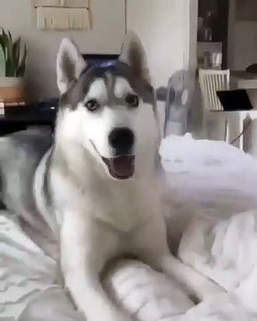 Contrairement à la plupart des chiens qui aiment l’alcool, ce chien éprouve une grave répulsion pour la bière. Sa réaction vous fera rire aux éclats.