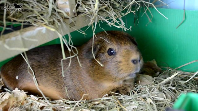 ROOM TOUR JAULA COBAYAS CYC DE 3 PISOS SEPTIEMBRE 2019| JAULAS PALOMA Y TÓRTOLA |LA GATA VEGANA