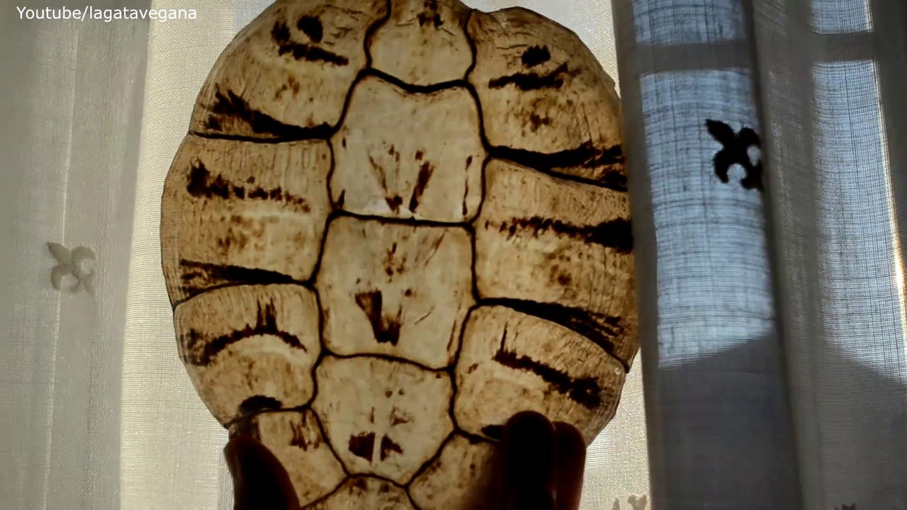 TORTUGA MUDA SU CAPARAZÓN ENTERO DE UNA SOLA VEZ | CAMBIO DE PLACAS CÓRNEAS | LA GATA VEGANA