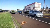 Cachorro morre após ser atingido por motociclista, na BR-277