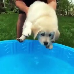 Voici un chien bien content de nager