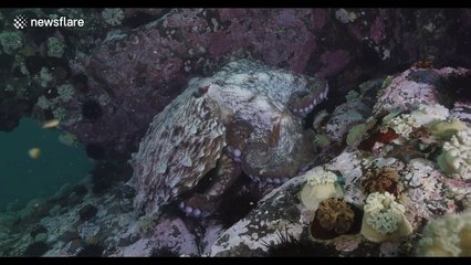 Giant octopus hunts and subdues fish off the coast of Russia's Vladivostok