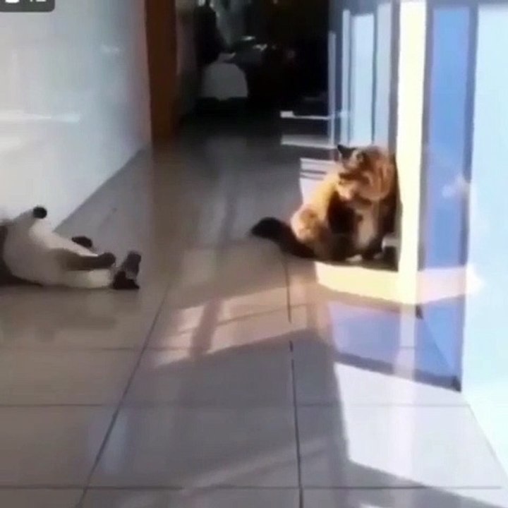 TROP MIGNON - Ce chat empêche à son ami de faire sa sieste...  Ce que fait ce dernier est agaçant !