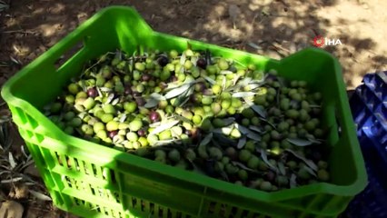 Burhaniye'de zeytin hasadı başladı