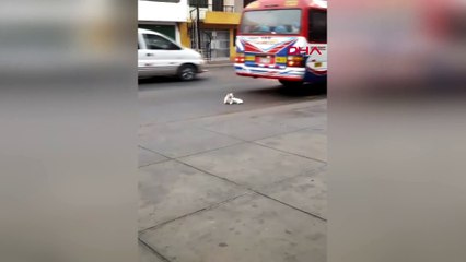 Kedi, seyir halindeki otobüs tekerinin altına yattı