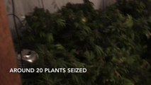 Cannabis crop seized from Overton Crescent in Denny
