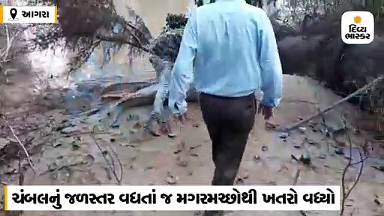 ચંબલનું જળસ્તર વધતાં જ મગરમચ્છોથી ખતરો વધ્યો, માનવ વસાહતોમાં ઘૂસ્યા