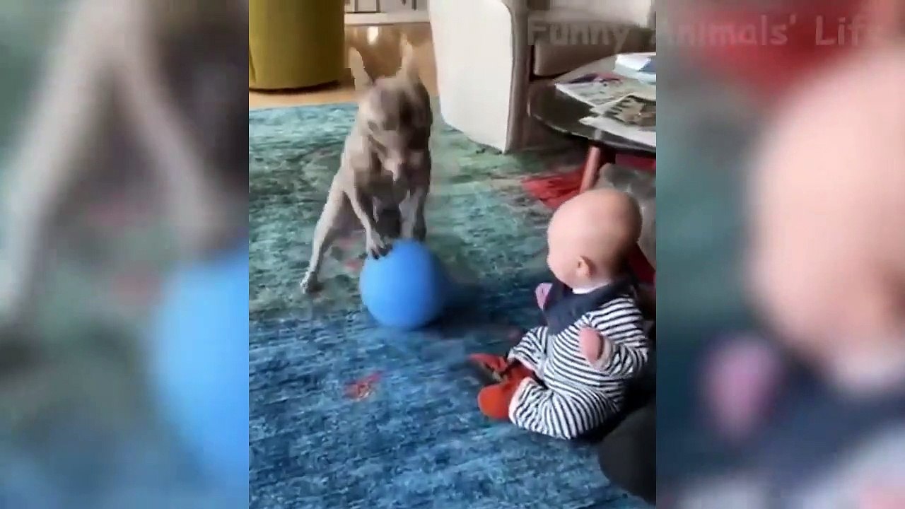 Funniest  Dogs and  Cats - Awesome and Funniest Animals Videos 2019