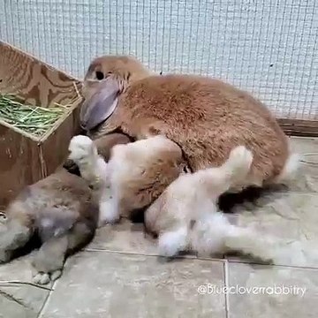 Exceptionnel ! 4 bébés lapins qui se disputent le sein de leur maman