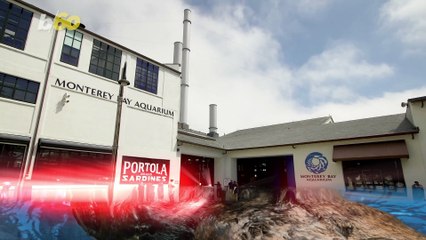 Aquarium’s Otter Surrogacy Program Accounts for Half of Population Growth in Local Estuary