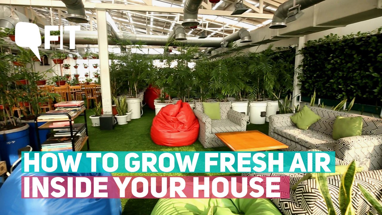 How to Grow Fresh Air Inside Your House Amidst Pollution