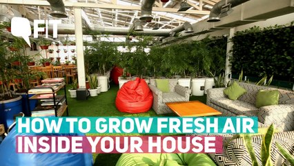 How to Grow Fresh Air Inside Your House Amidst Pollution