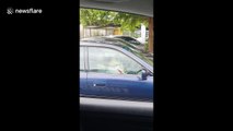 Pug starts beeping car horn when owner takes too long paying for petrol