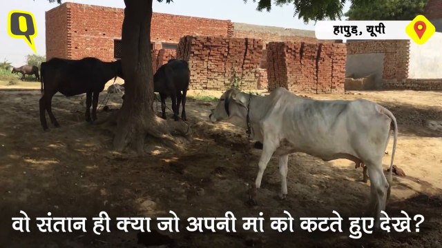 2406 HAPUR LYNCH HINDI