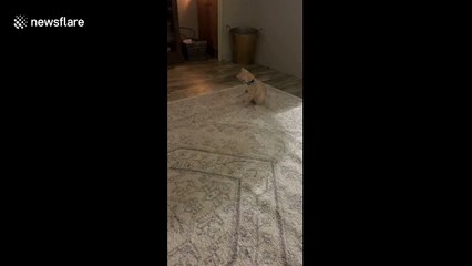 Kitten ‘flips out’ about new collar in Alabama home