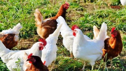 The Process Of Raising Broiler Chicken II Broiler Murghi Kaisay Banti Aur Uskay Nuqsan