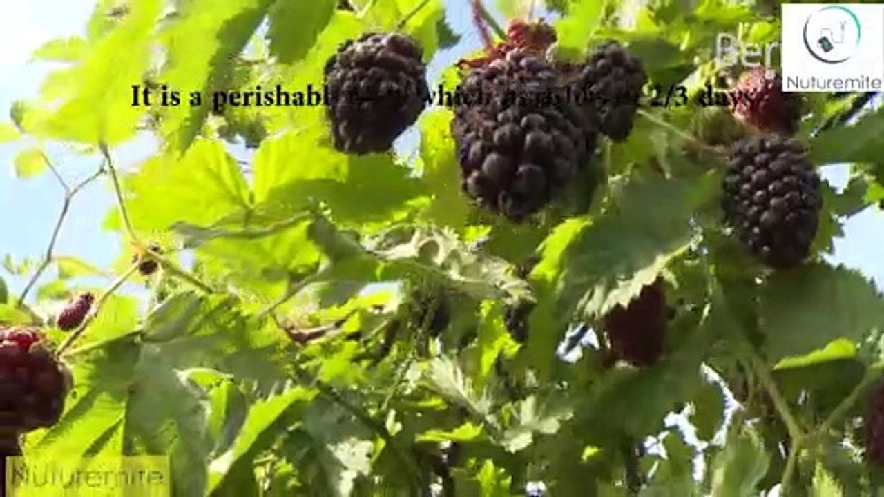 Boysenberries : impressive  Nutrition Facts and Health Benefits: Nuturemite English