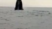 baleias saltam perto de barco em Setiba