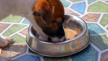 These People Foods Can be Toxic for Your Pet