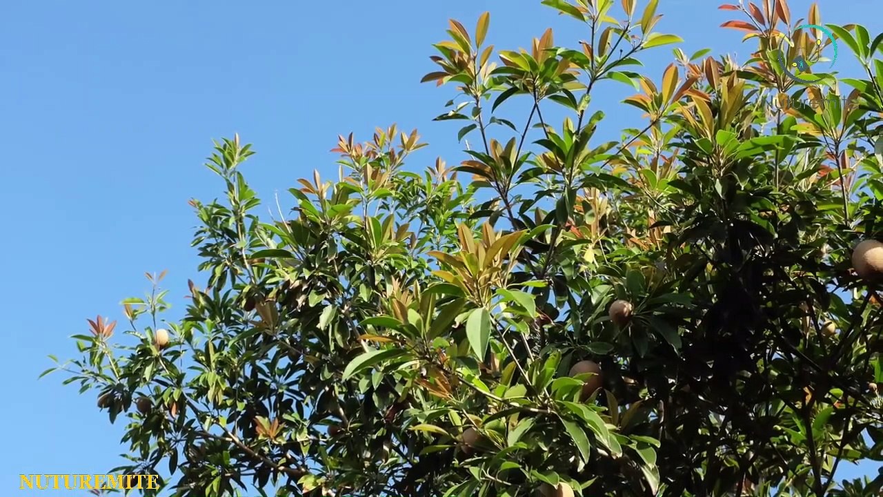 Chico Fruit:Sapota Hygienic Food and Numerous Health Benefits Of Eating Sapodilla:Nuturemite English