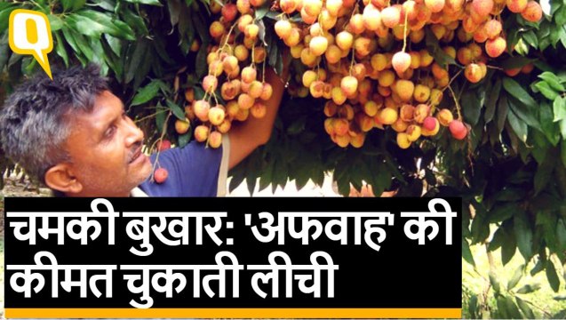 Muzaffarpur की लीची पर चमकी बुखार की गर्मी, बर्बाद हो गई करोड़ों की फसल