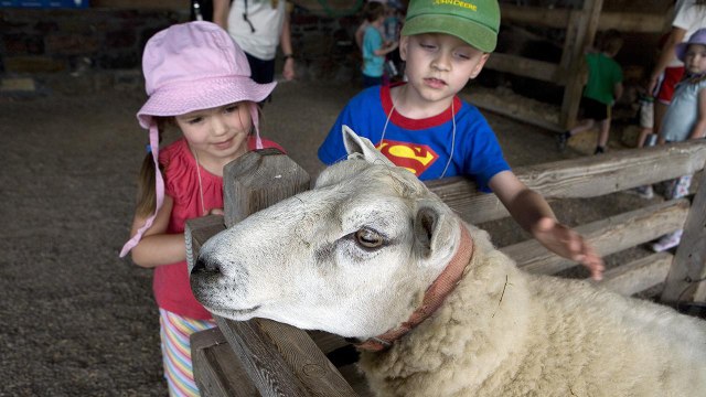 University of Arizona Soccer Match Delayed Due to Escaped Petting Zoo Animals