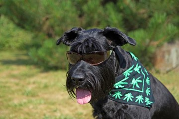 This Week in Weed: Cannabis Breathalyzers and Canada&#x27;s Dog Daze