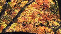 Fall Is Here! 4 Mind-Blowing Facts You Never Knew!
