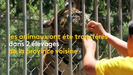 Thaïlande : 86 tigres morts maltraités par des moines bouddhistes