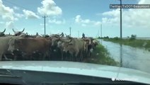 Livestock seek higher ground along roadways