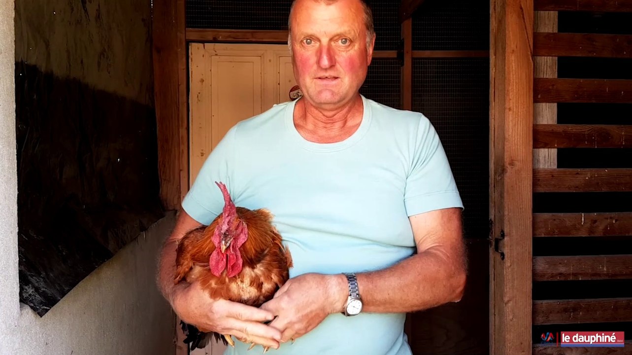 SAINT-SYLVESTRE | Condamné pour les vocalises de ses coqs