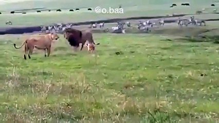 'Akıl Hastanesinden yeni kaçmış bir köpek'